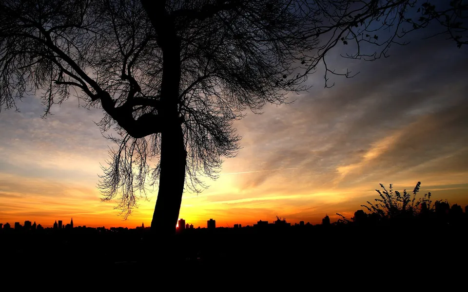 A silhouetted tree stands in the foreground against a vibrant orange and yellow sunset sky over a city skyline.