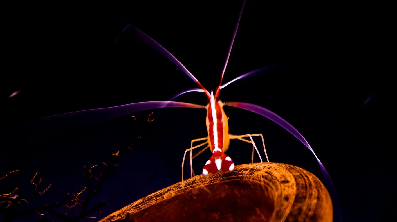 A red and white striped cleaner shrimp stands on a textured orange surface, with purple wisps in the dark background.