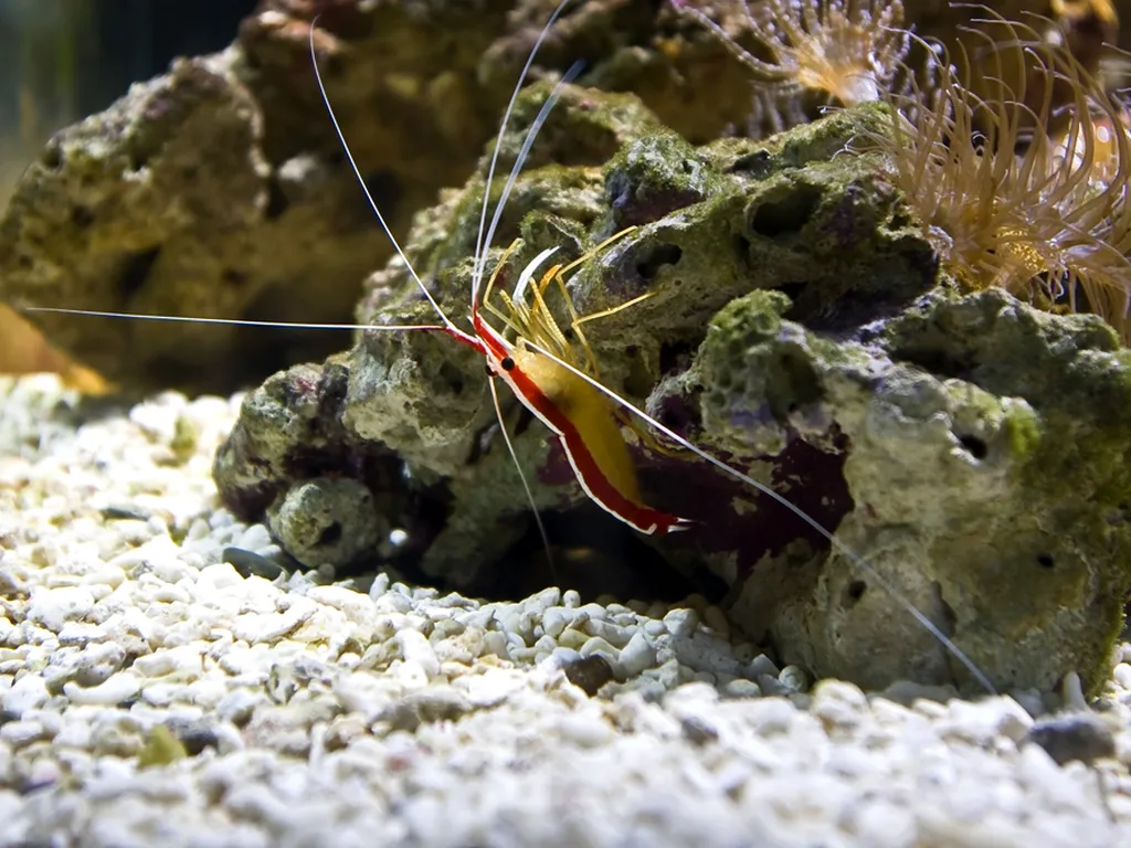 A red and yellow cleaner shrimp with long antennae rests on a rocky coral reef.