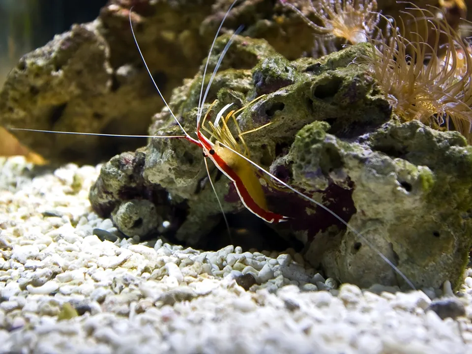A red and yellow cleaner shrimp with long antennae rests on a rocky coral reef.