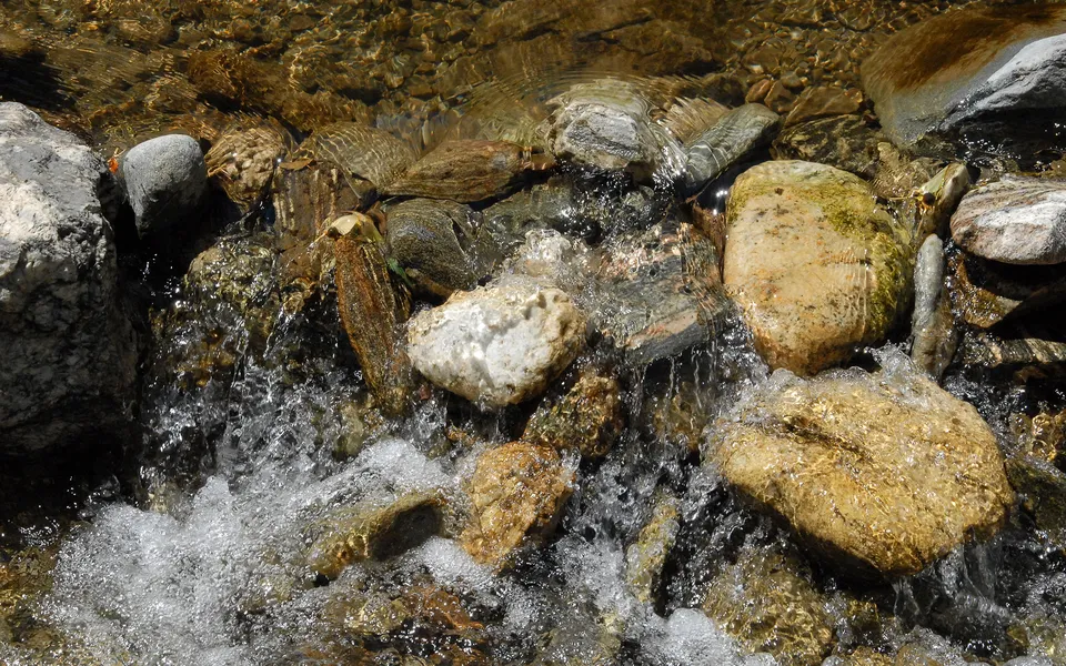 Close-up of clear water flowing over smooth, wet river stones.