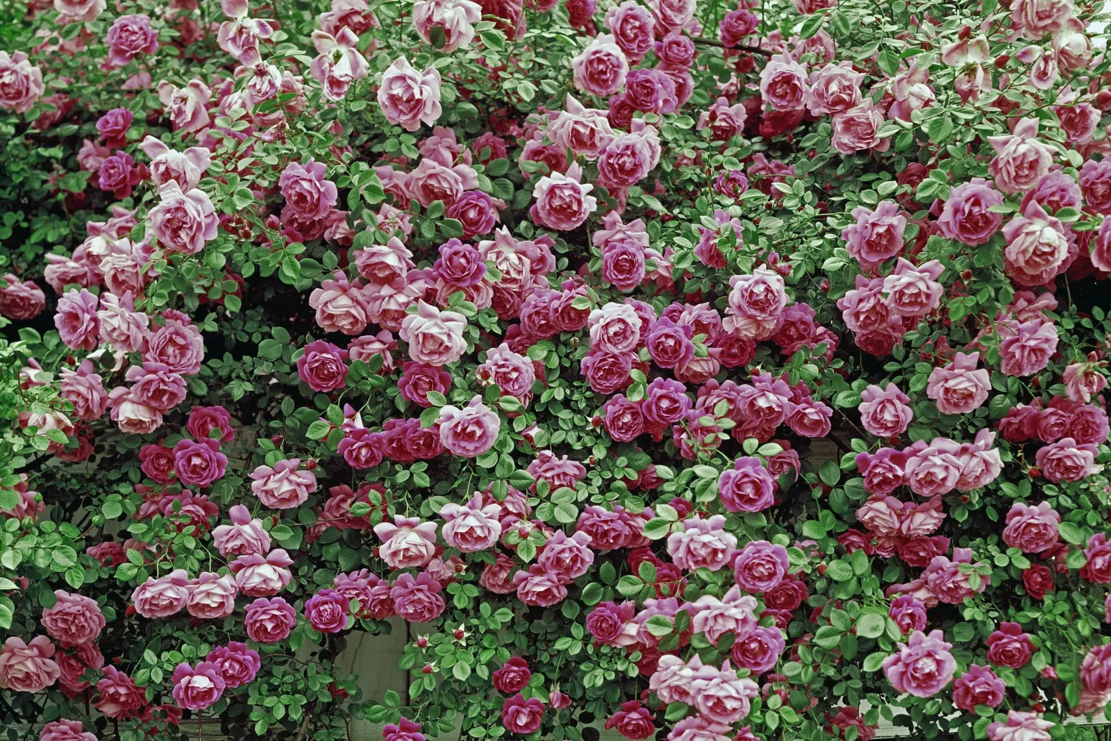 A dense wall of pink and deep purple roses with green foliage.