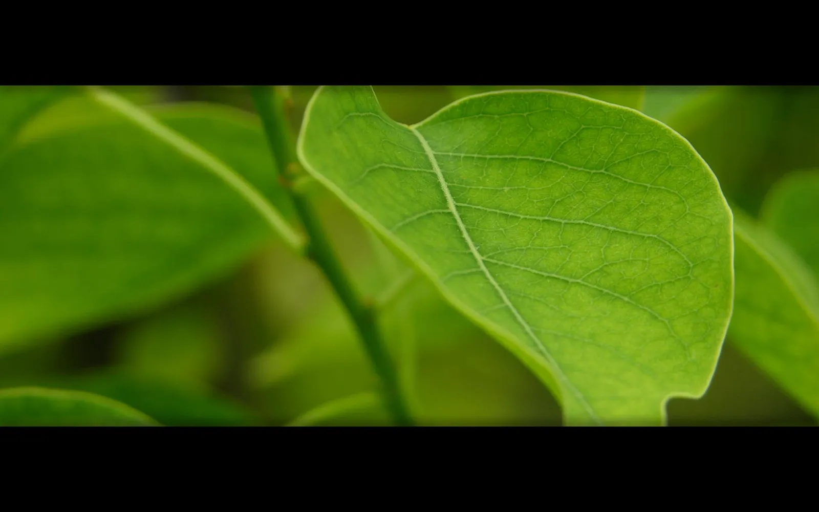Macro photograph of a green leaf showing detailed veins and texture with soft diffused light.
