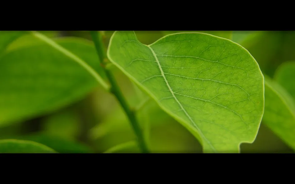 Macro photograph of a green leaf showing detailed veins and texture with soft diffused light.