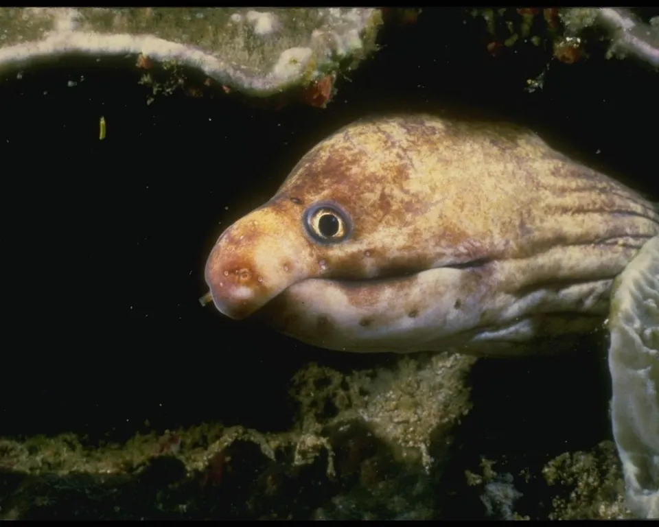 A light brown moray eel with a patterned head peeks out from a dark, rocky underwater environment.