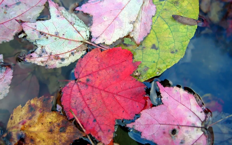 Close-up of red, pink, and green autumn leaves floating on dark water.