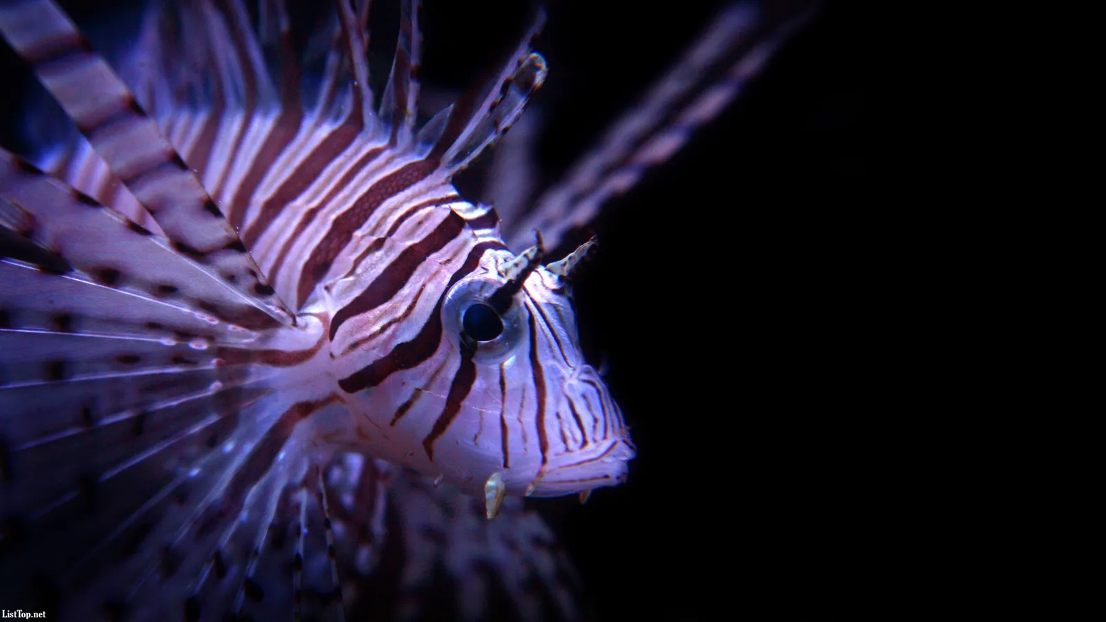 A close-up of a purple lionfish with striped patterns and delicate fins against a dark background.