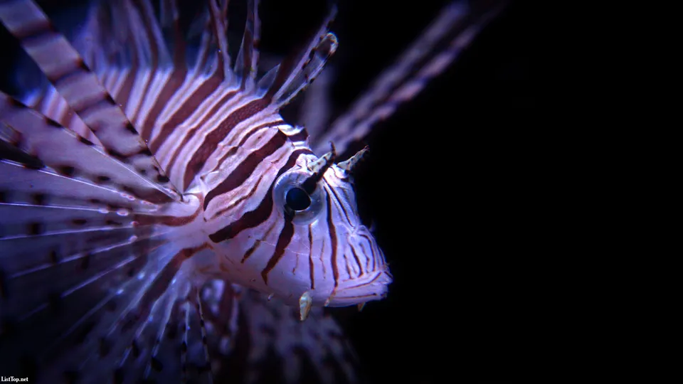 A close-up of a purple lionfish with striped patterns and delicate fins against a dark background.