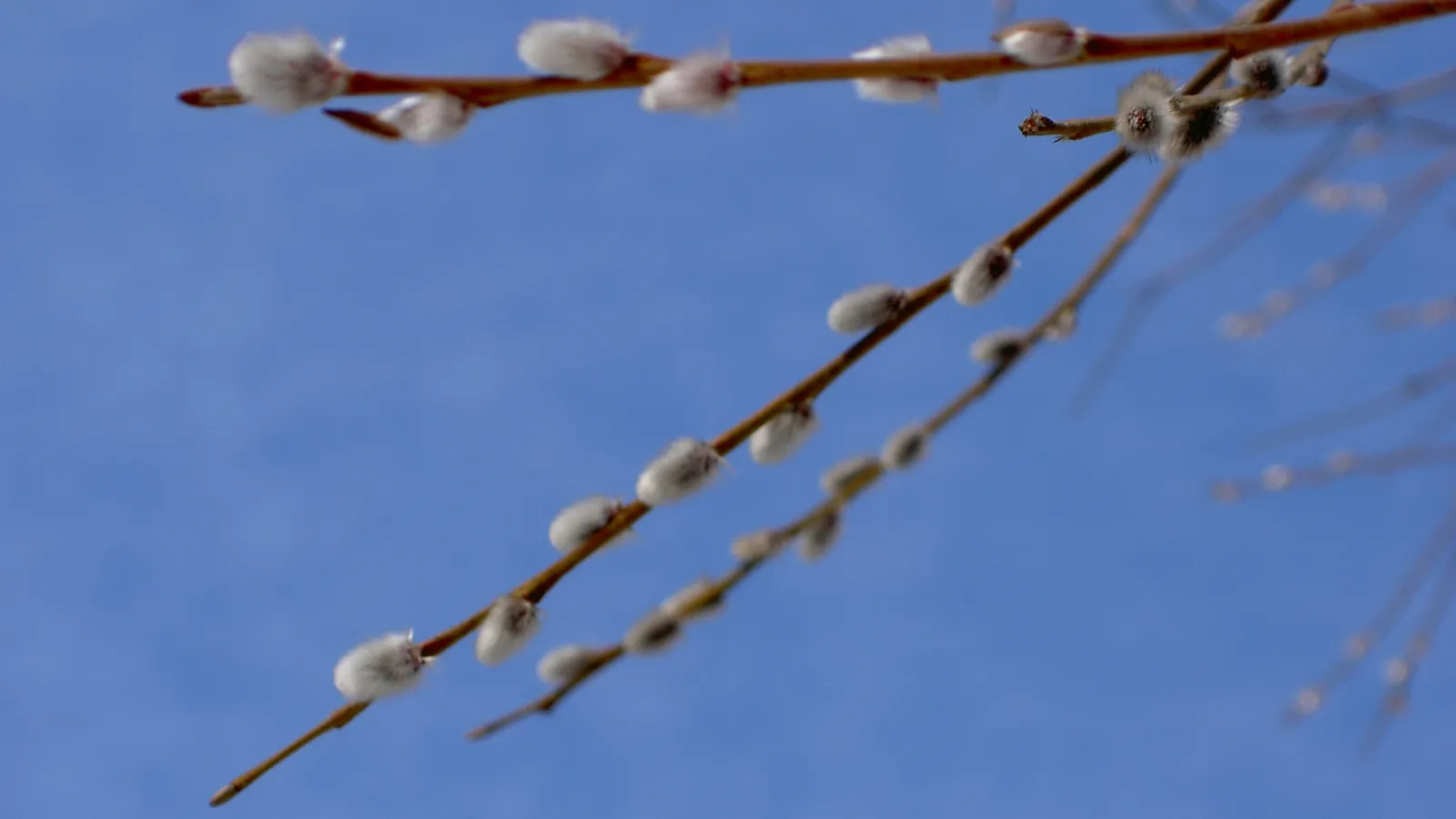 A close-up view of fuzzy pussy willow buds on a thin branch against a blue sky.