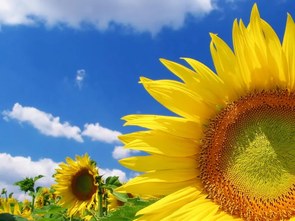 A close-up view of a vibrant yellow sunflower with a bright blue sky and white clouds in the background.