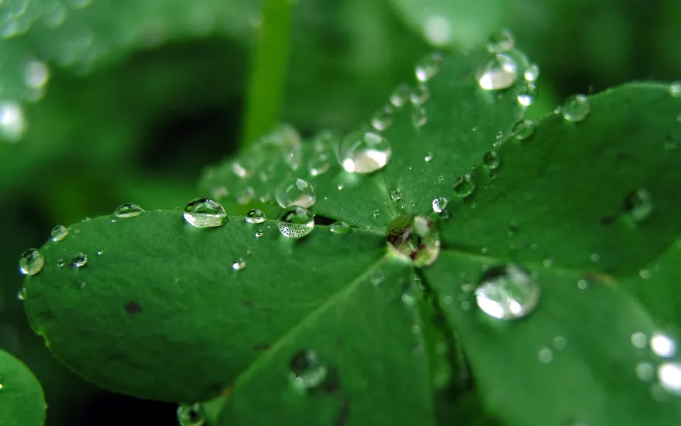Close-up of a green clover leaf covered in numerous sparkling dew drops.