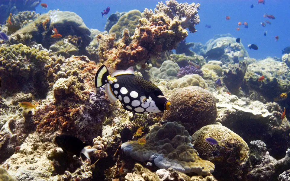 A distinctive clown triggerfish swims in front of a detailed coral reef.