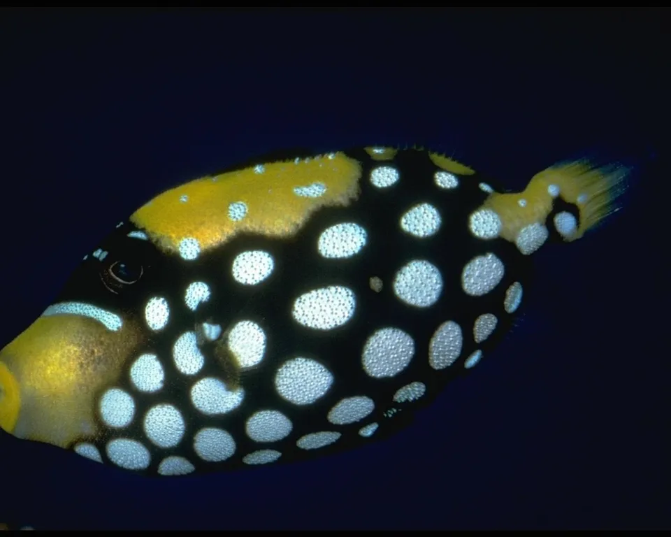 A colorful clown triggerfish with black, yellow, and white markings swims in dark blue water.