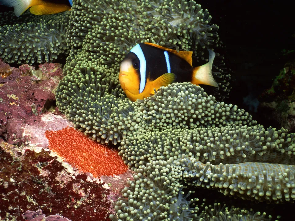 A bright orange clownfish with black and white stripes peeks out from a green anemone, with a cluster of red eggs visible on a rock.