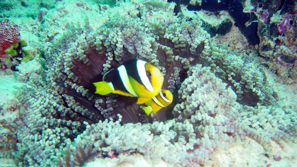 Two clownfish swim amongst the tentacles of a sea anemone on a coral reef.