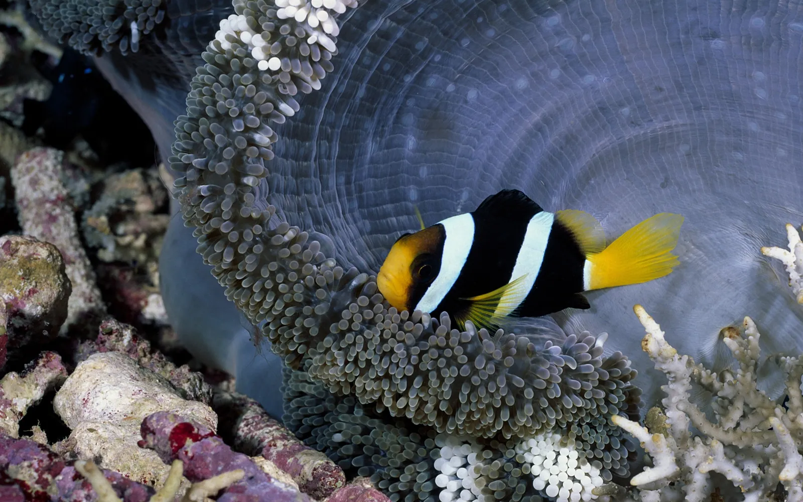 A clownfish with black, white, and yellow markings rests in a purple anemone.