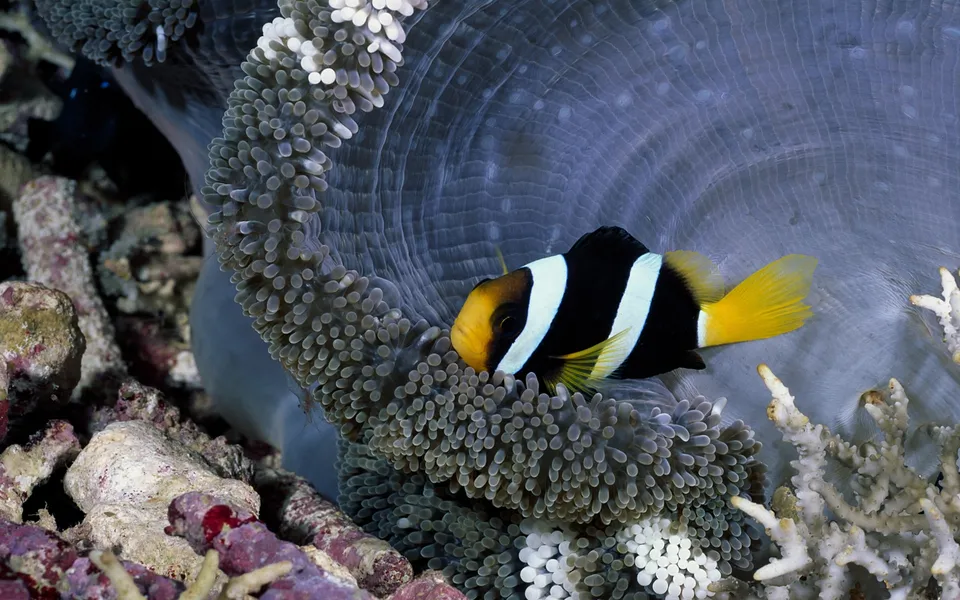 A clownfish with black, white, and yellow markings rests in a purple anemone.