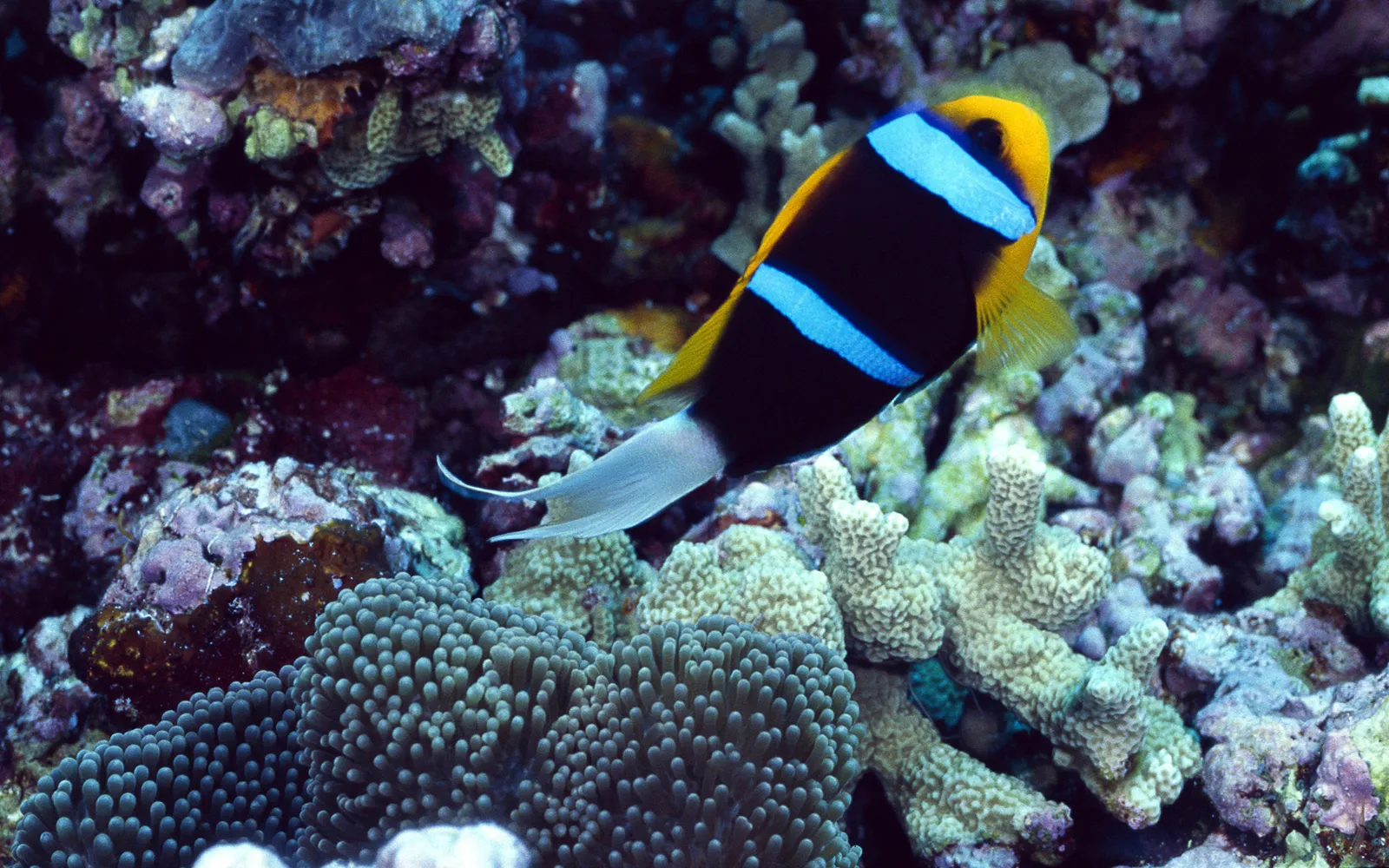 A clownfish with black, yellow, and blue stripes swims near a coral reef and anemone.