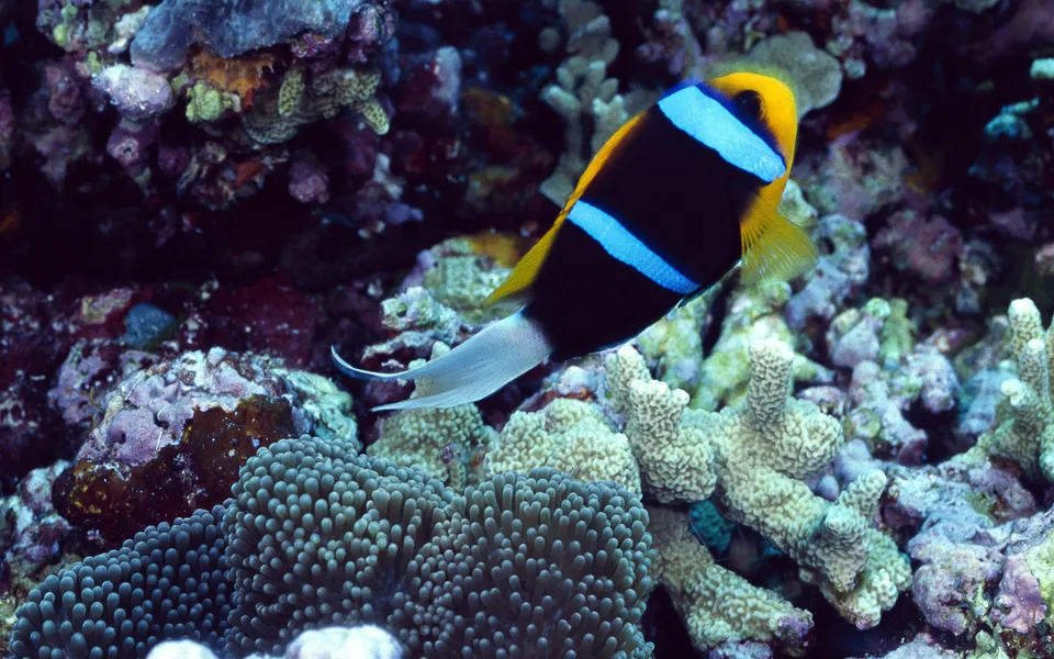 A clownfish with black, yellow, and blue stripes swims near a coral reef and anemone.