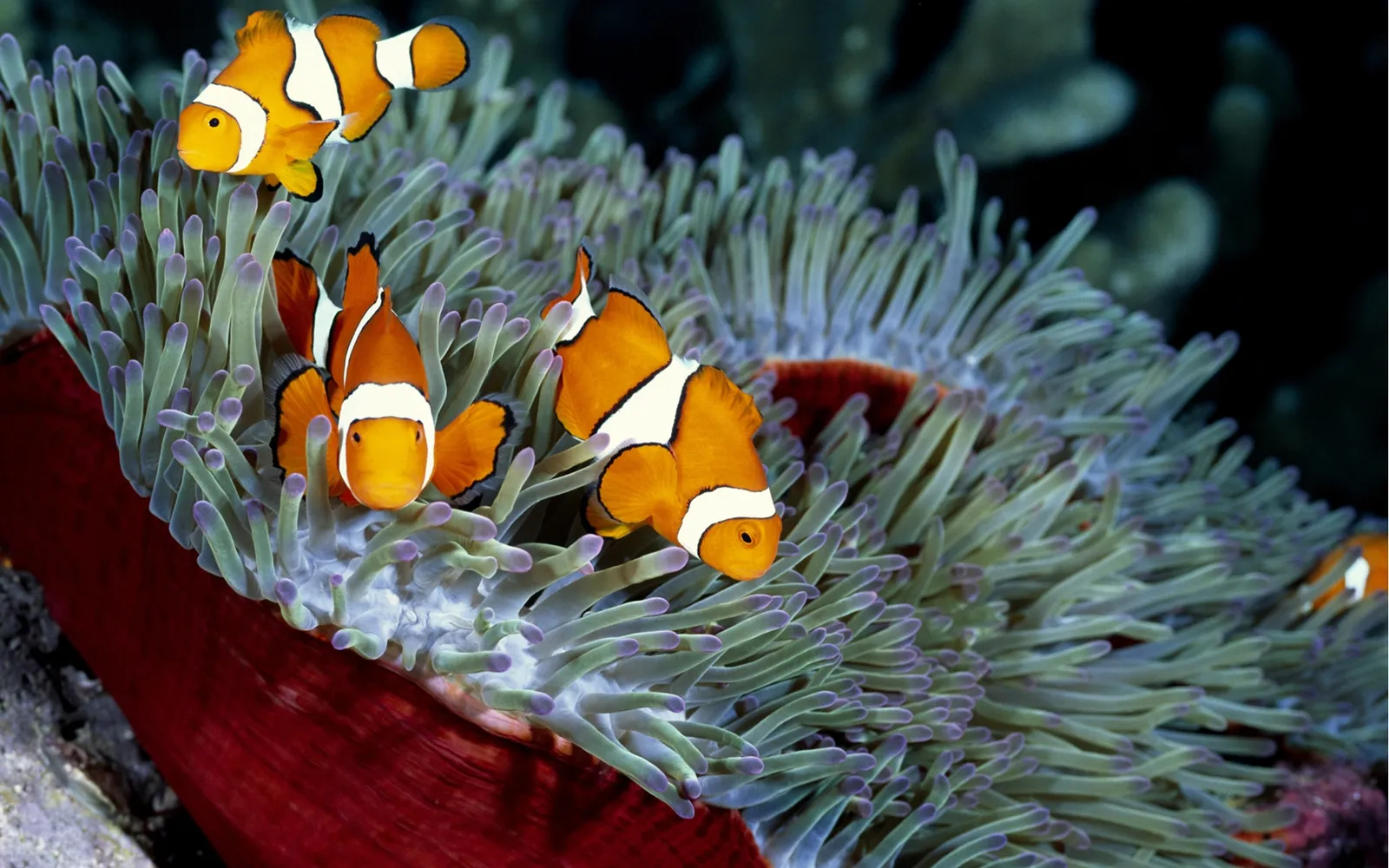 A family of clownfish swim in a red and green sea anemone.