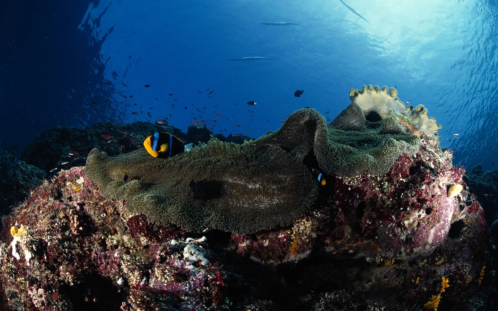 A clownfish with orange, black, and white markings is in a green anemone.