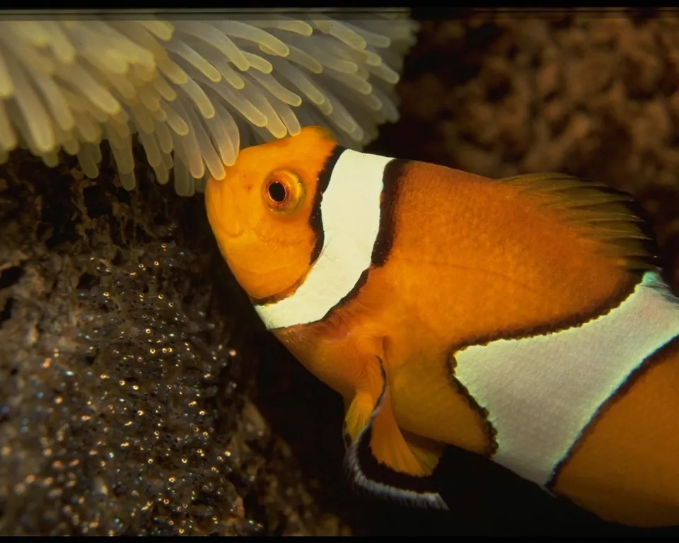 A clownfish is positioned near a cluster of tiny eggs on a rock surface.