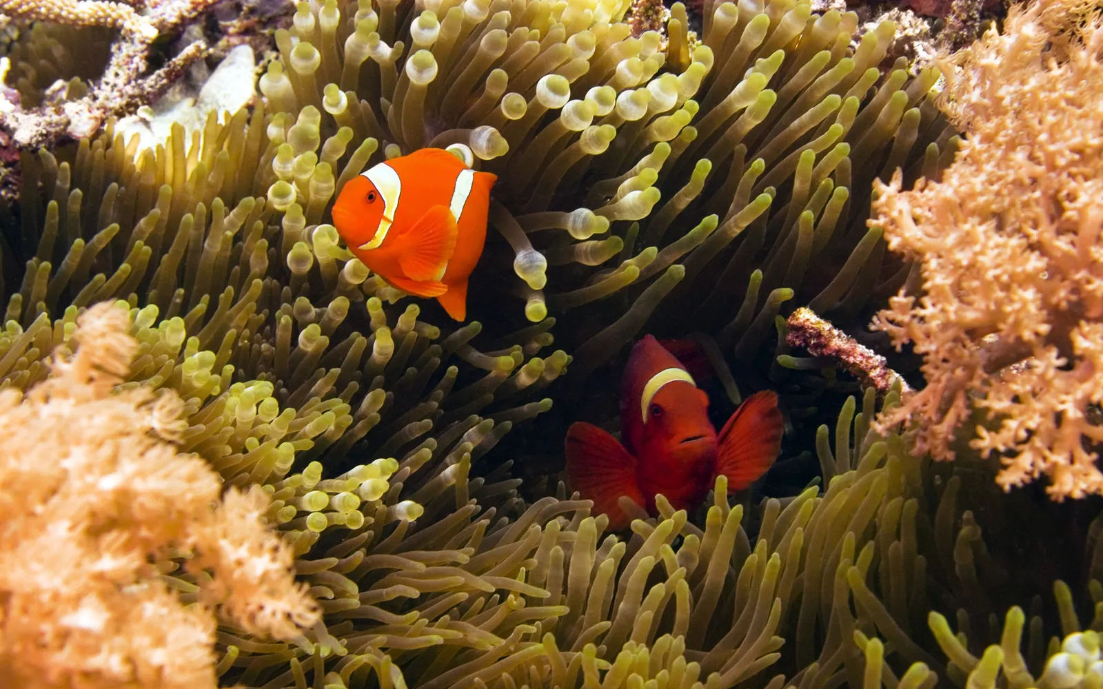 Two clownfish, one orange and one red, are nestled within the tentacles of a yellowish sea anemone.