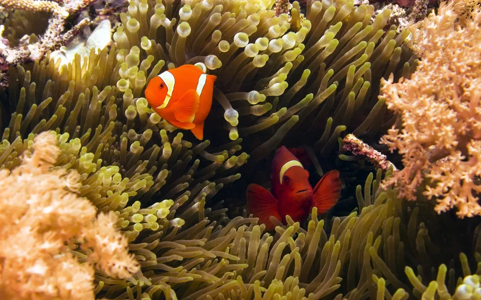 Two clownfish, one orange and one red, are nestled within the tentacles of a yellowish sea anemone.