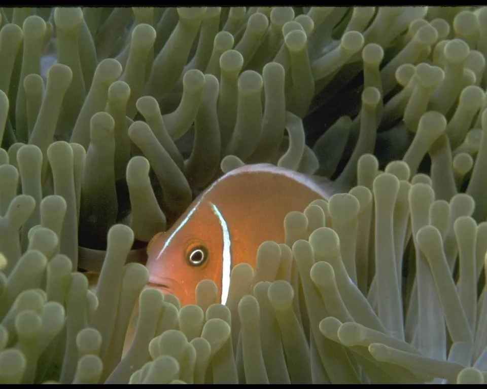 A clownfish with orange and white stripes peeks out from soft green anemone tentacles.