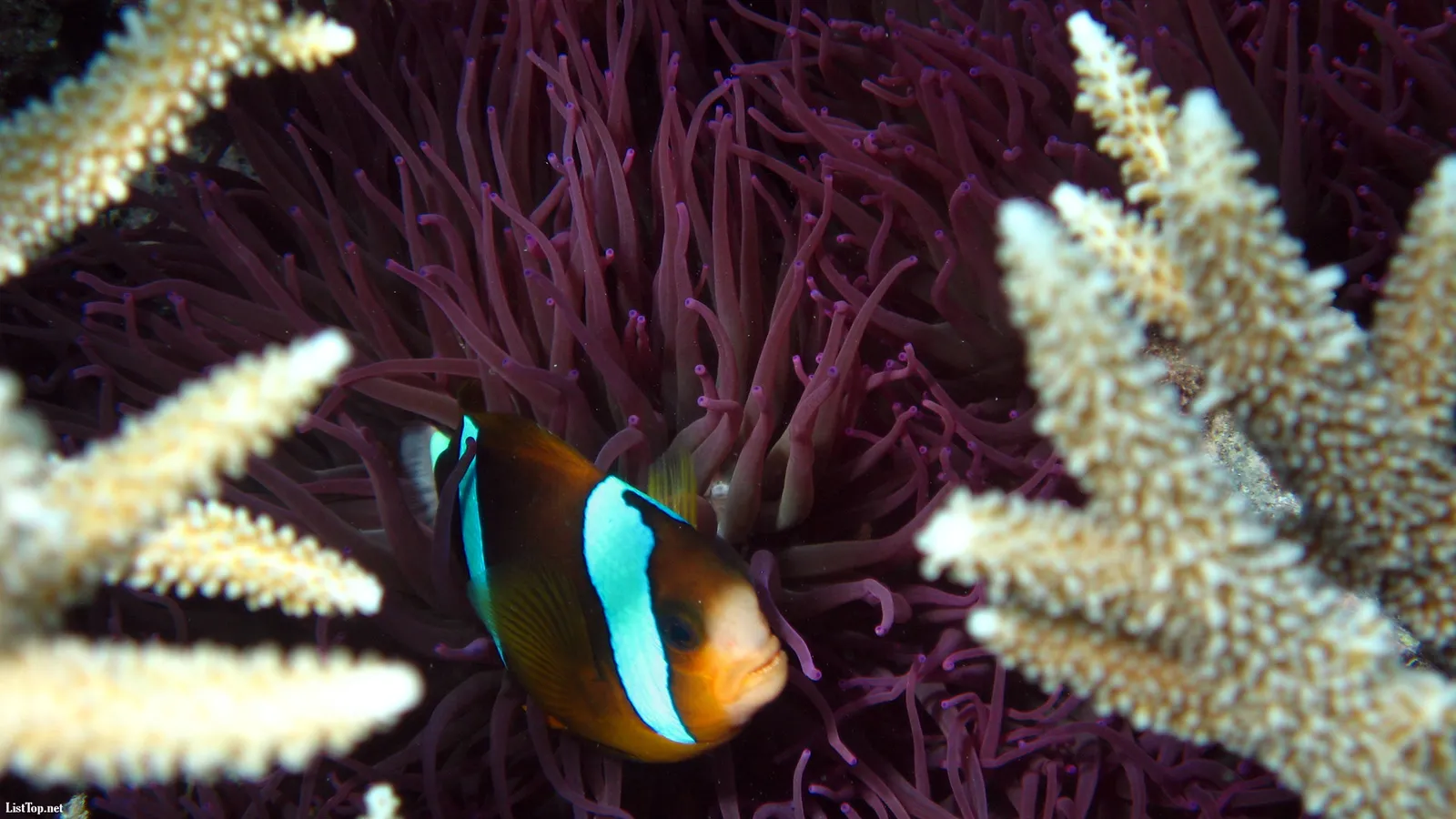 A clownfish hides within a vibrant purple anemone, with coral branches in the foreground.