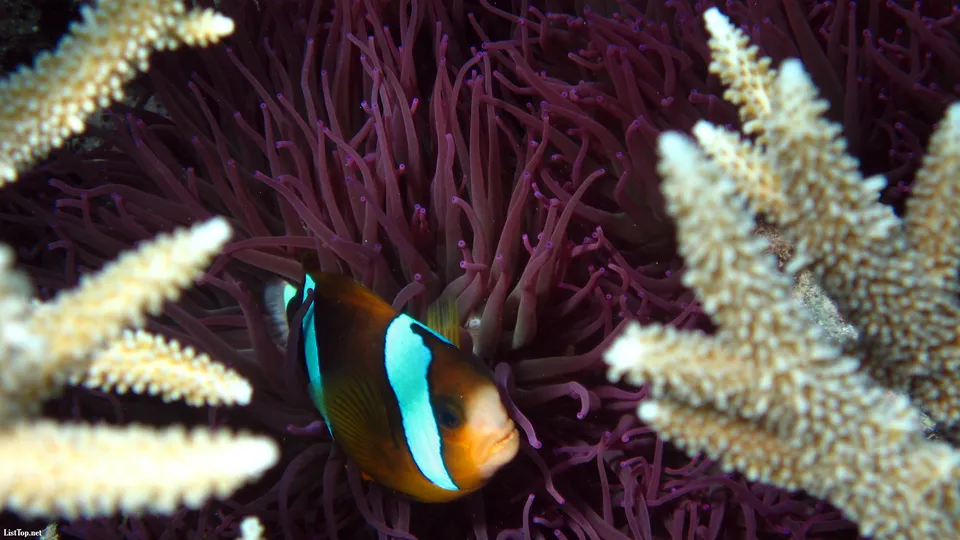 A clownfish hides within a vibrant purple anemone, with coral branches in the foreground.