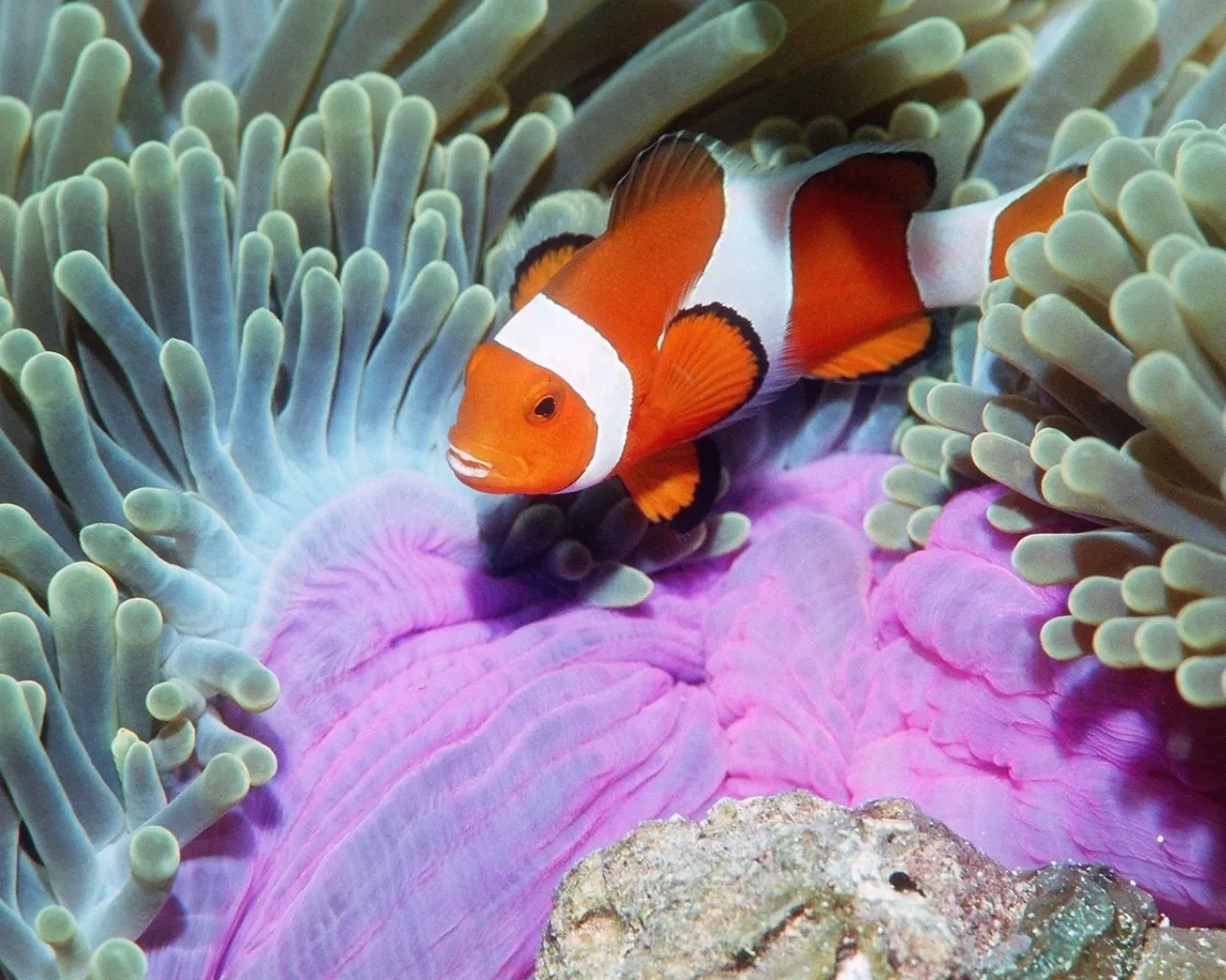 A bright orange and white clownfish is nestled among the tentacles of a sea anemone.