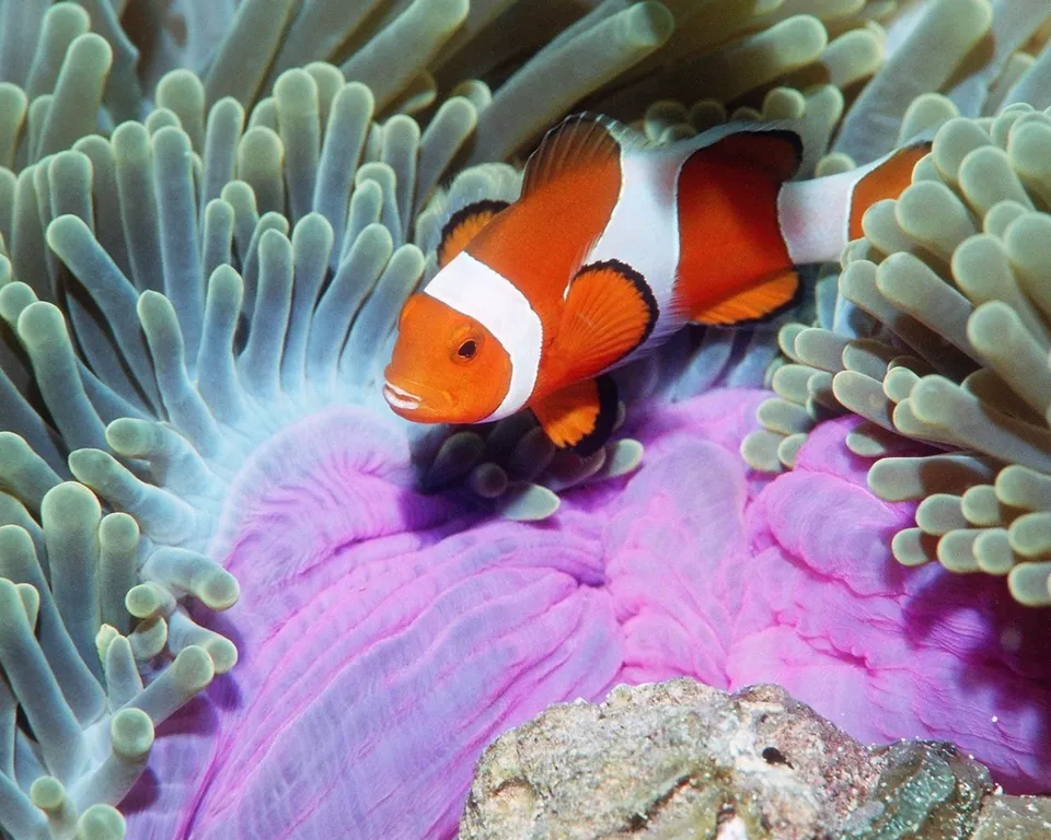 A bright orange and white clownfish is nestled among the tentacles of a sea anemone.