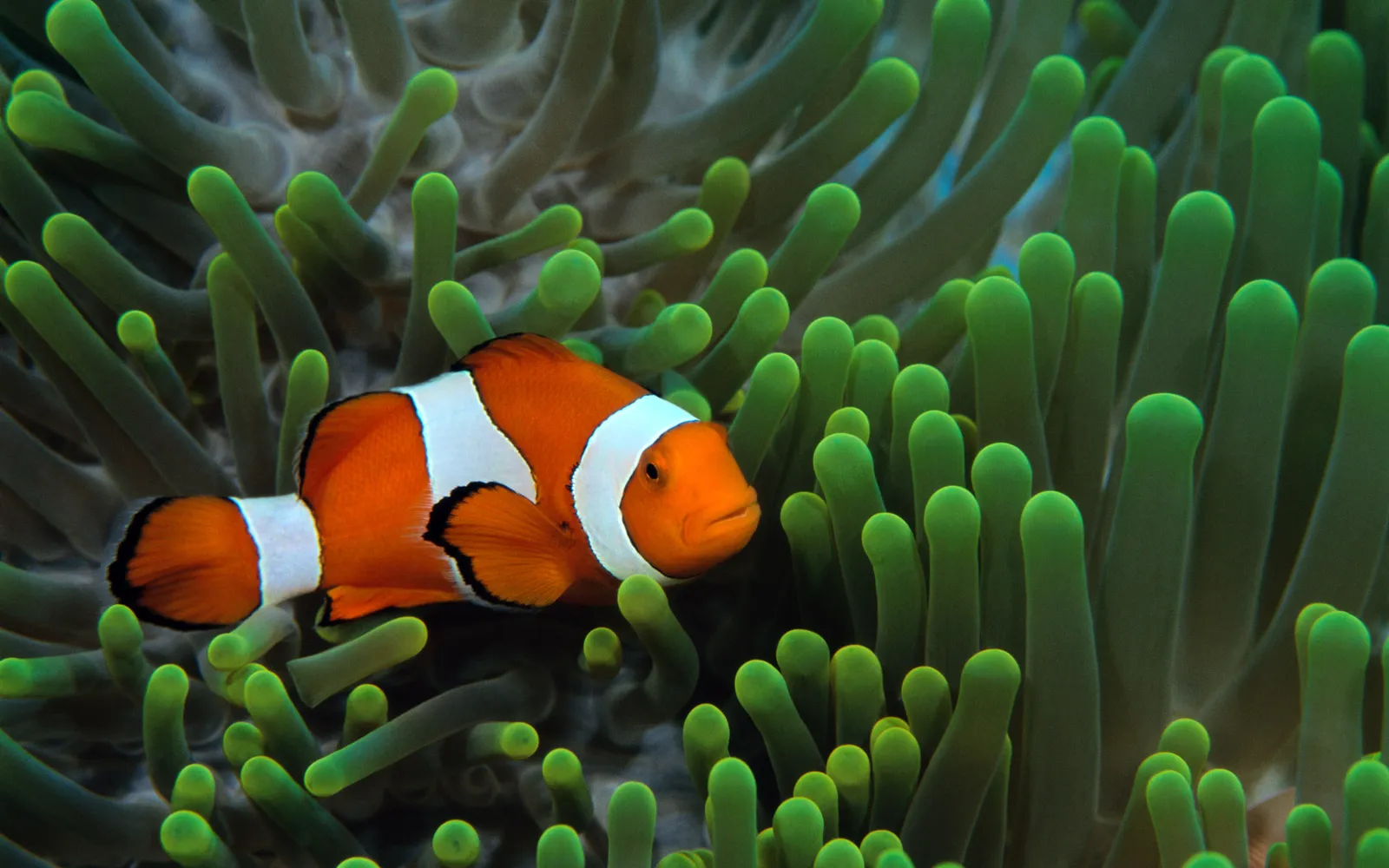 A bright orange and white clownfish is nestled within the tentacles of a green sea anemone.