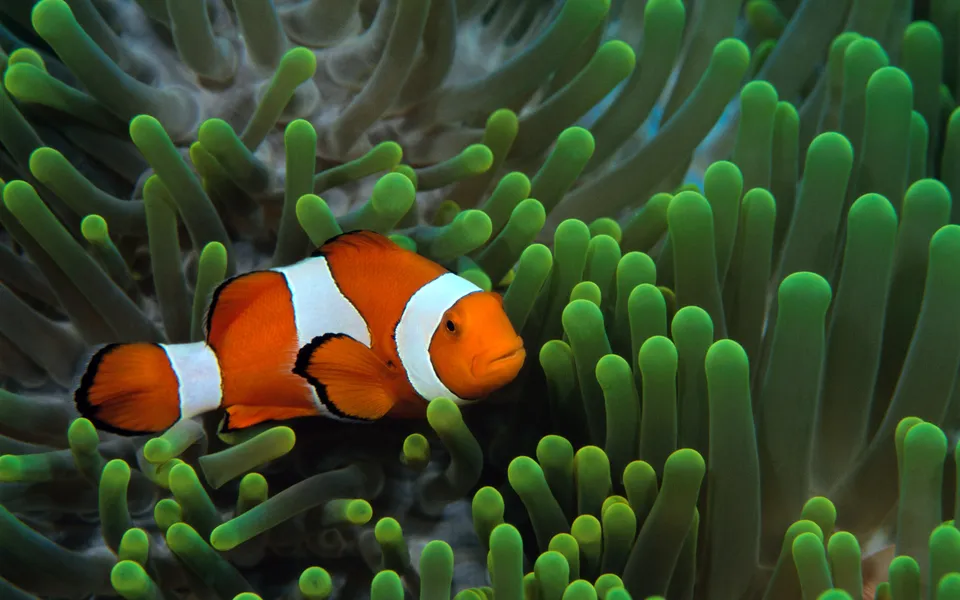 A bright orange and white clownfish is nestled within the tentacles of a green sea anemone.