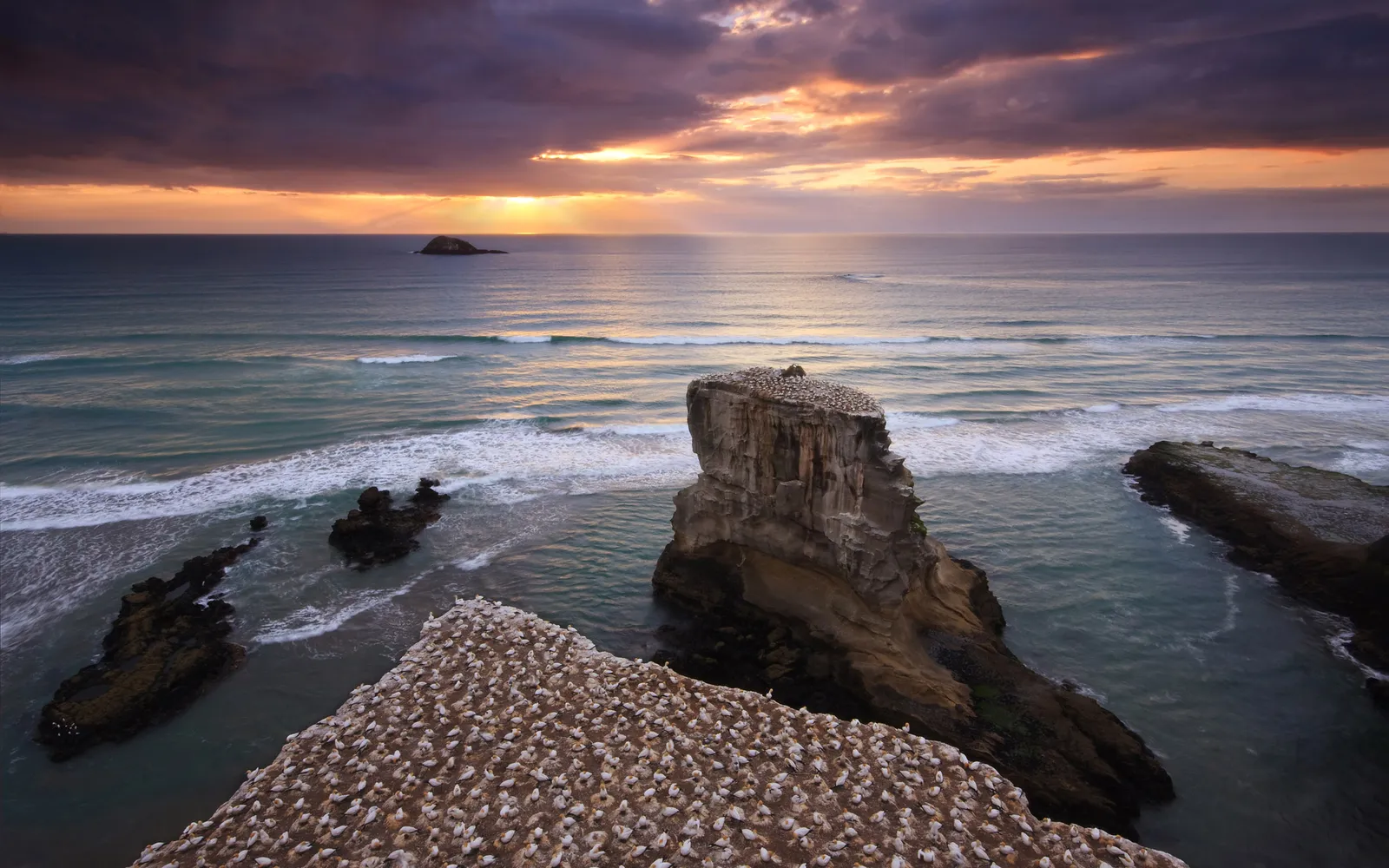 A dramatic sunrise over the ocean illuminates a cliff face covered in a large colony of gannets.
