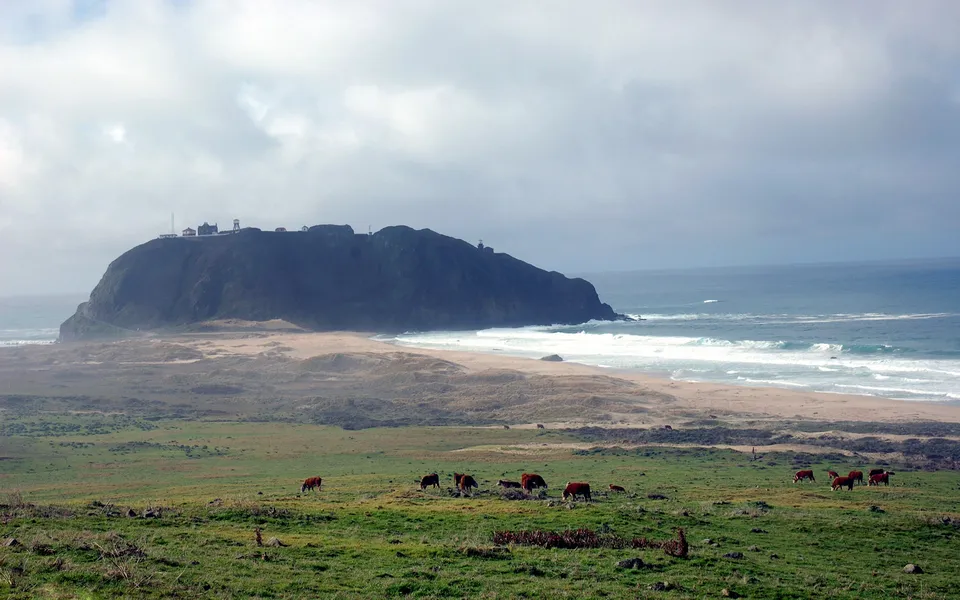 Cows graze on a green hill overlooking a sandy beach and the ocean, with a lighthouse on a distant cliff.