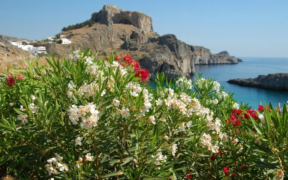 White and red oleander flowers in the foreground with a rocky coastline and blue sea in the background.