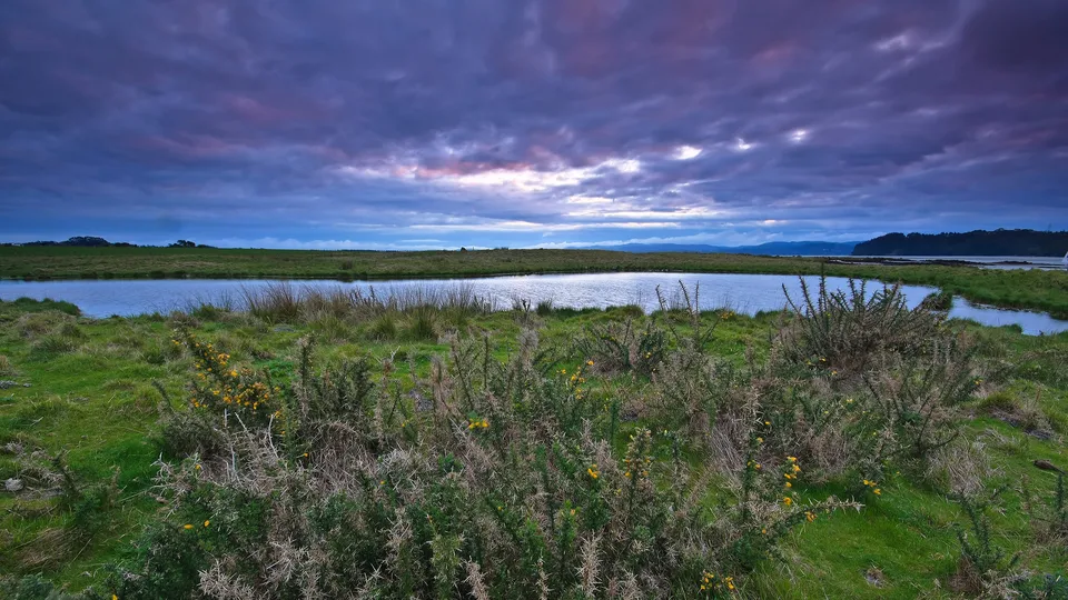 A calm lagoon surrounded by green grass and thorny bushes under a cloudy, colorful sky at dusk.