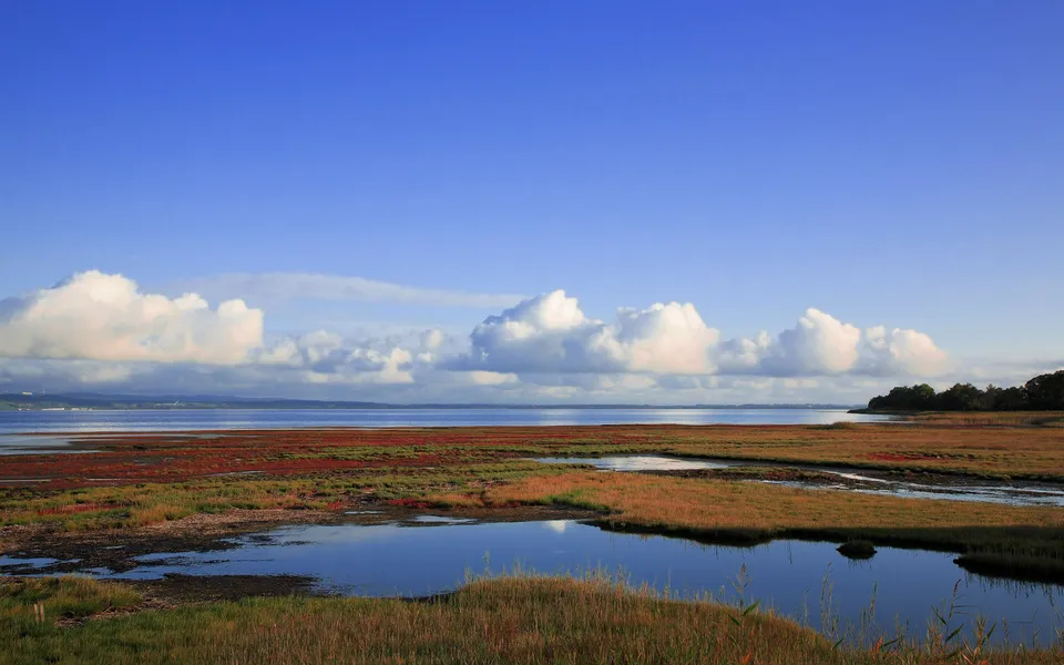 A wide view of a coastal marsh with red and green vegetation, calm water pools, and a bright blue sky with white clouds.