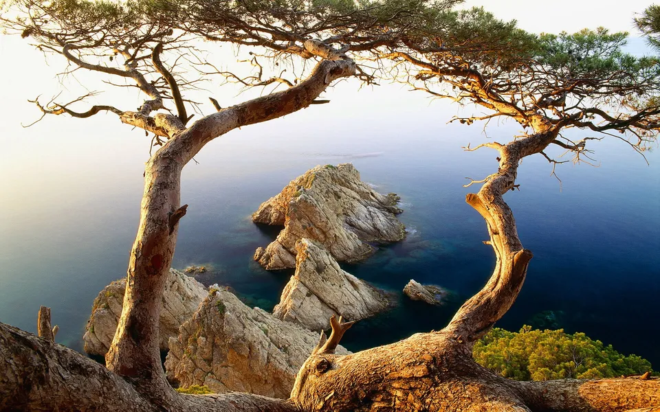 View of rocky sea stacks framed by the branches of two old pine trees.