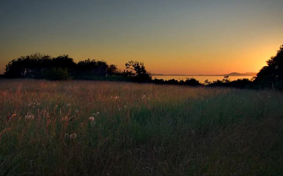 A wide field of tall grass in the foreground, with trees and the ocean visible in the background during a sunset.