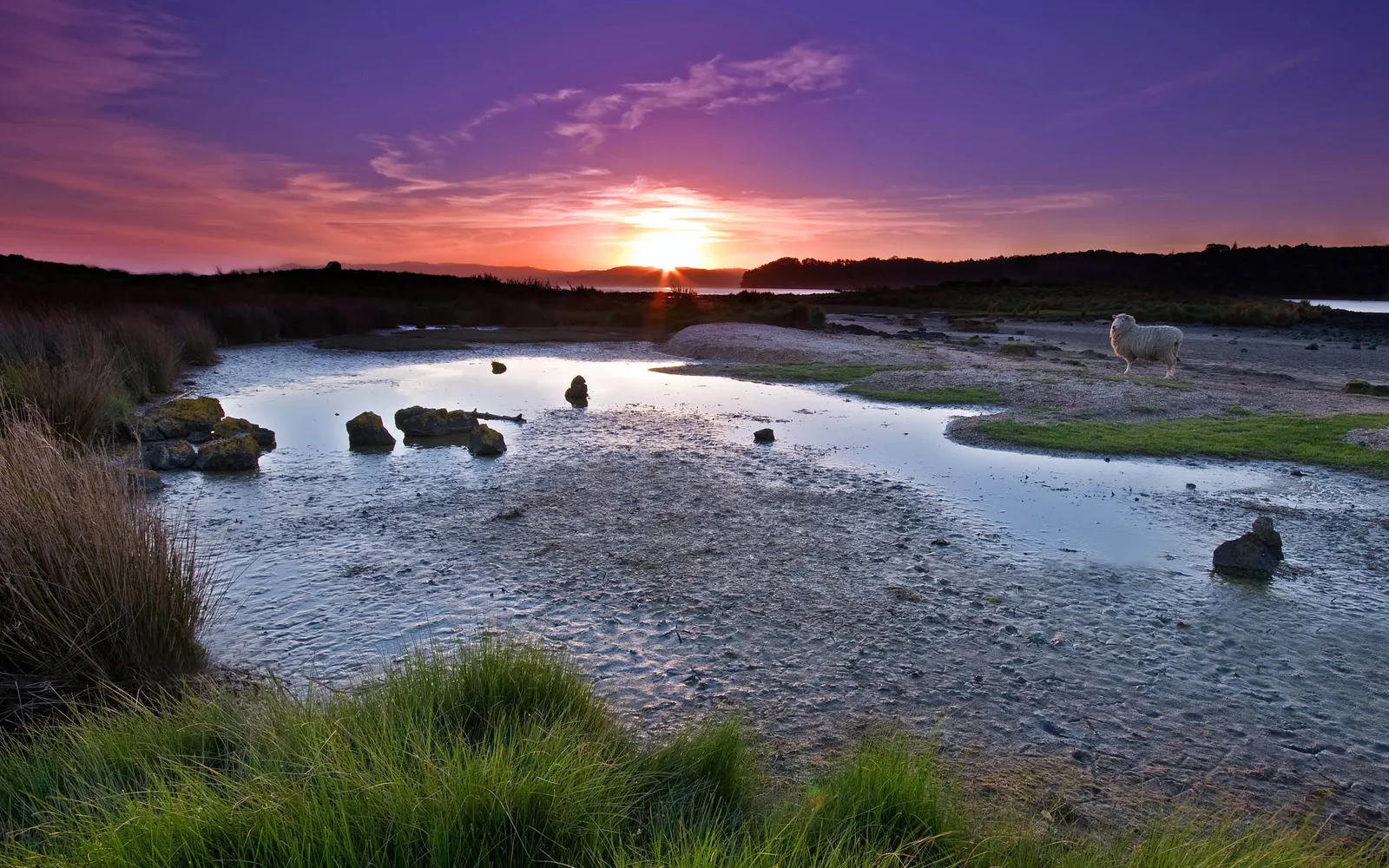 A lone sheep stands on a muddy shore during a vibrant purple and orange sunset over the water.