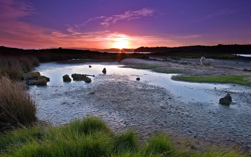 A lone sheep stands on a muddy shore during a vibrant purple and orange sunset over the water.