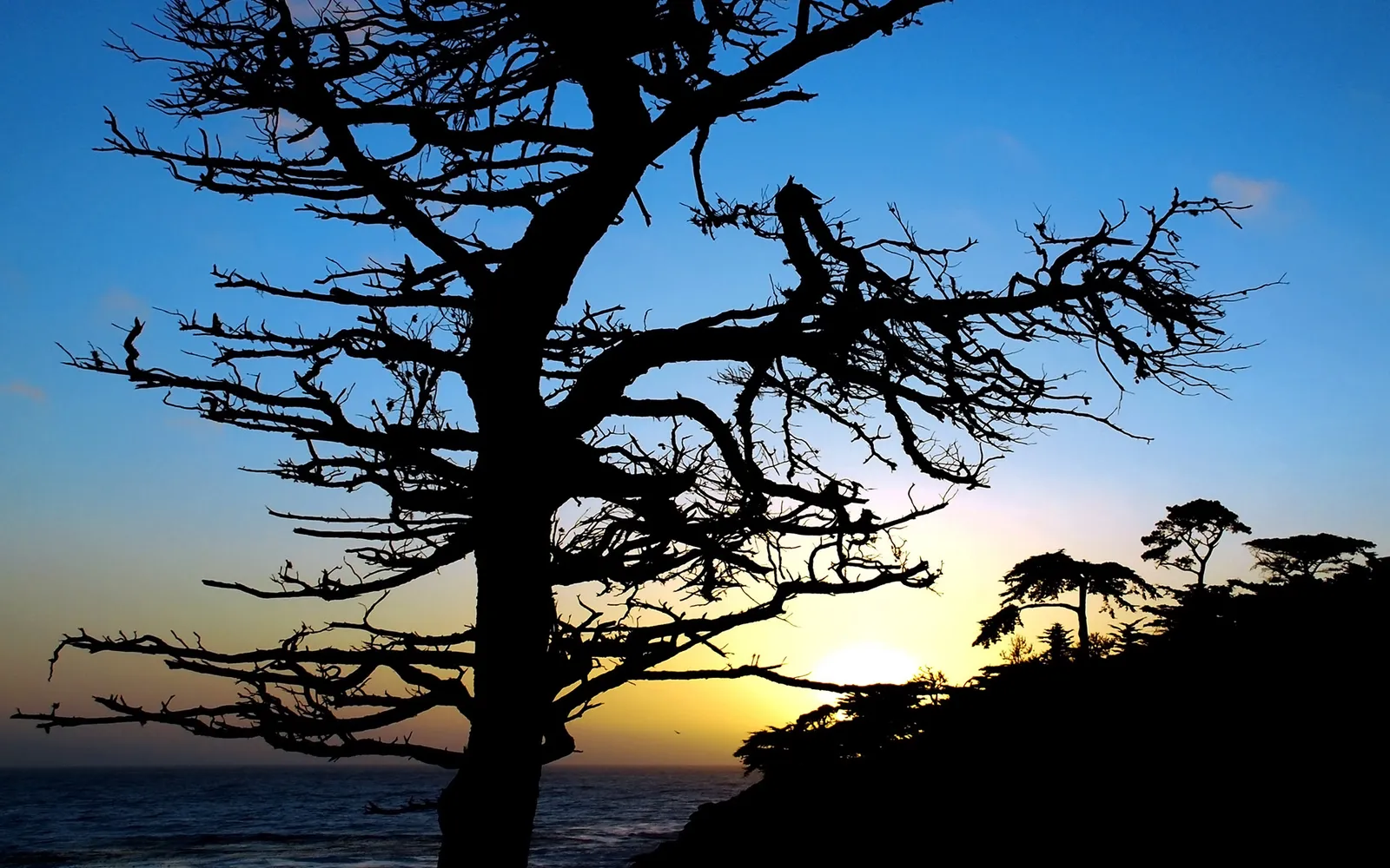 A silhouetted, bare tree stands in the foreground against a vibrant sunset over the ocean.