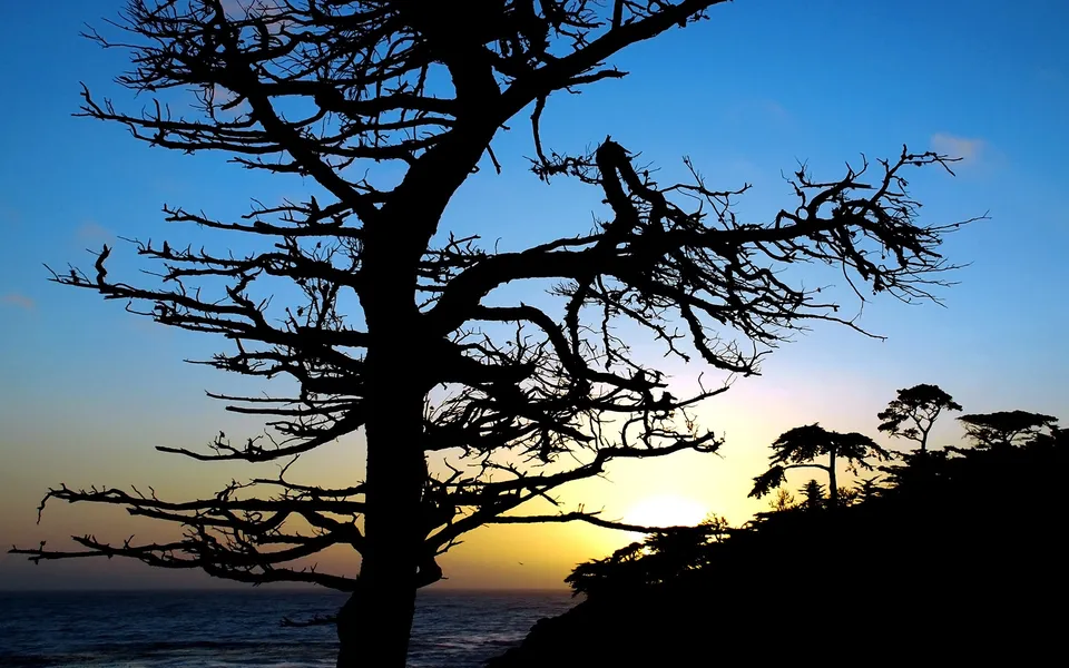 A silhouetted, bare tree stands in the foreground against a vibrant sunset over the ocean.