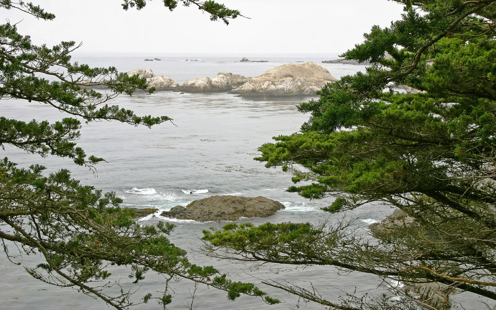 View of a rocky coastline and ocean framed by green cypress tree branches.