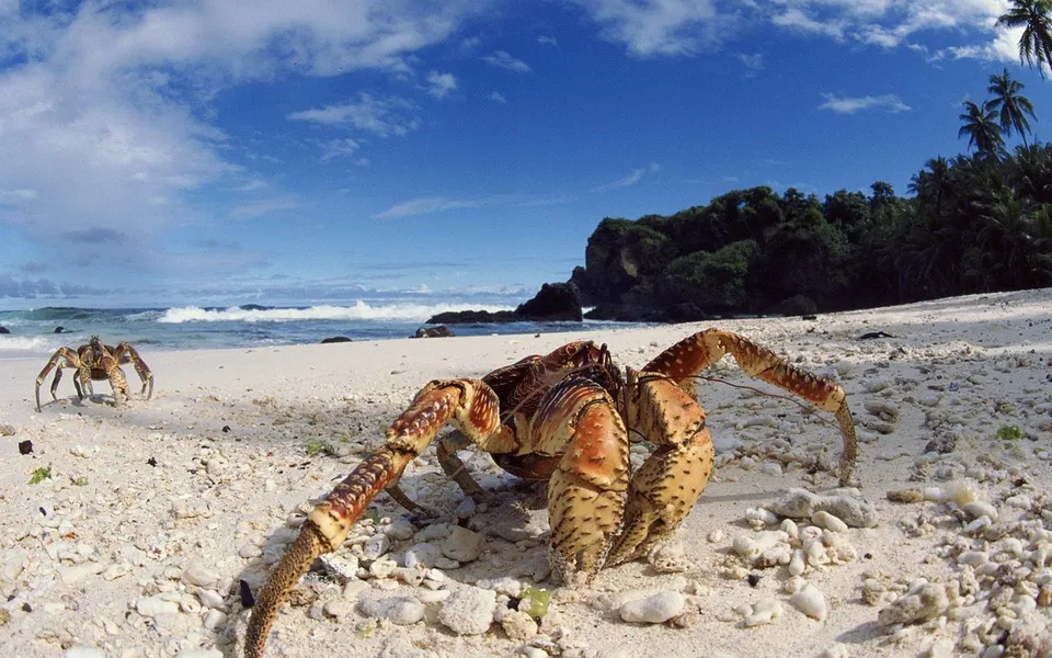 A large coconut crab is on a sandy beach with another crab in the background.