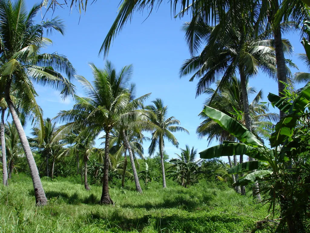 A dense grove of coconut palm trees with lush green grass and a clear blue sky.