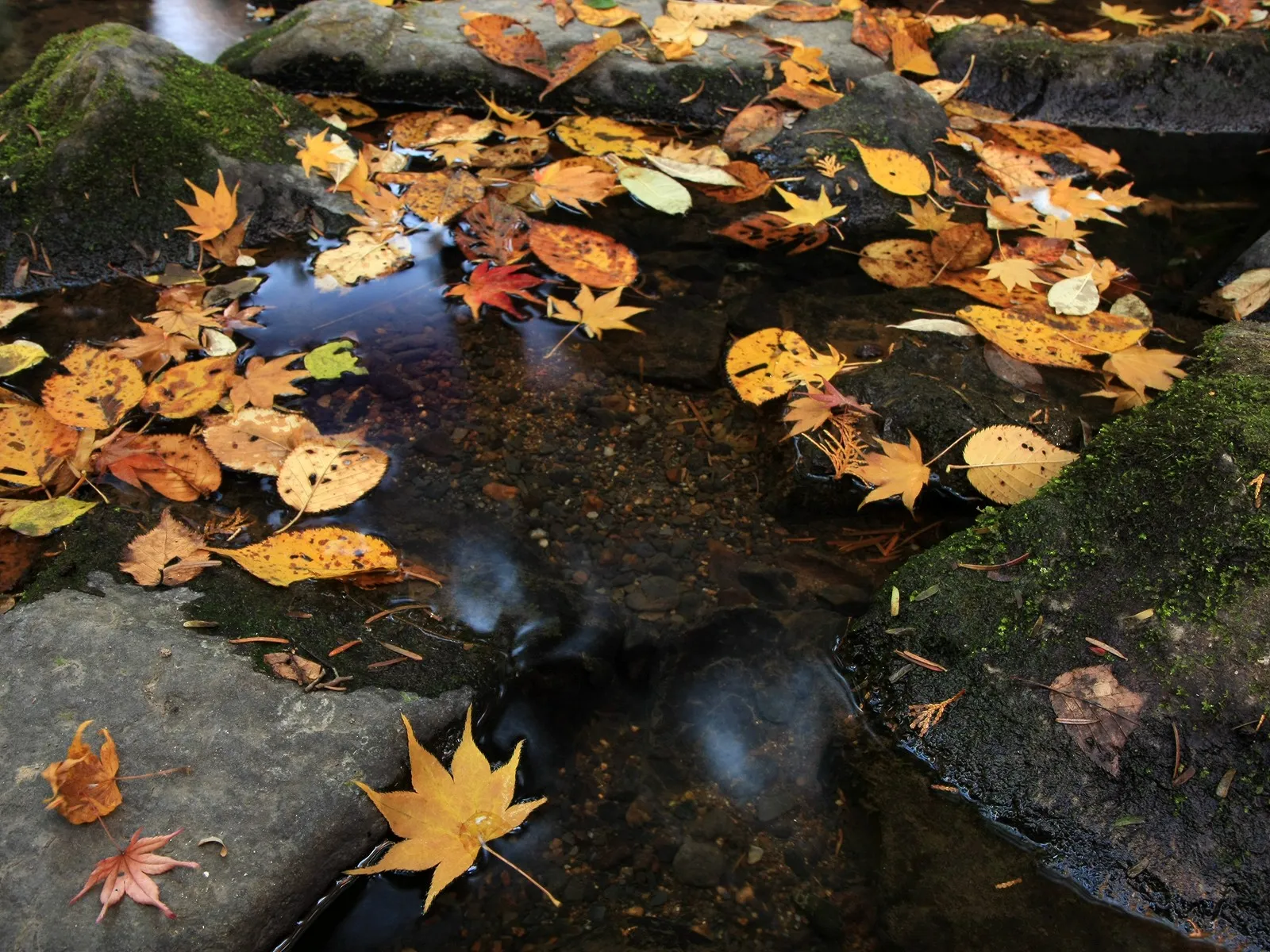 Colorful autumn leaves drift on the surface of a clear, shallow stream with mossy rocks.